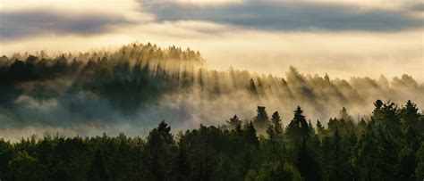 Green Trees With Fog Under Gray Sky Hd Wallpaper Wallpaper Flare