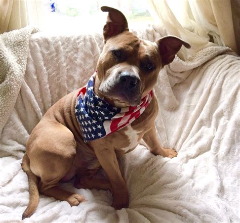 Pitbull And French Bulldog Pitbull Dog