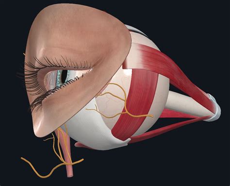 Eye Muscles And Innervation Coursemia