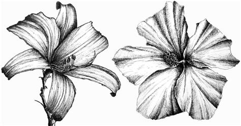 How To Draw Any Flower With Pen And Ink Ran Art Blog