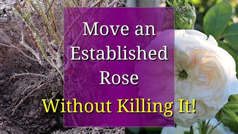 How To Transplant A Rose Bush Rose Bush Transplanting Roses Rose