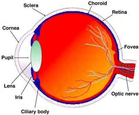Schematic Drawing Of The Human Eye Adapted From Download