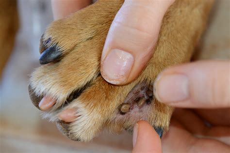 Images of ticks on dogs. Sneaky Places Ticks like to Hide - King's Ridge Veterinary ...
