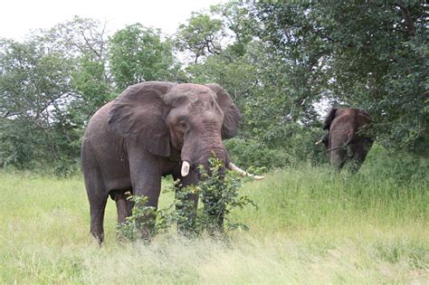 Elephants In The African Bush During Rainy Season Chobe Botswana Stock
