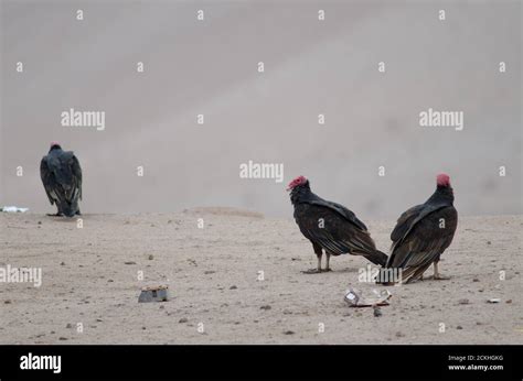 Turkey Vultures Cathartes Aura In The Lluta Valley Arica Y Parinacota
