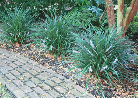Old Fashioned Liriope Is Current Garden Staple Mississippi State