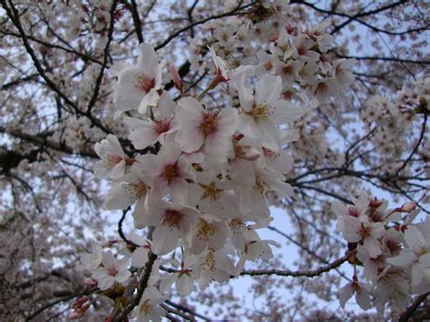 Cherry Blossom Tree | Blossom trees, Cherry blossom tree, Cherry blossom