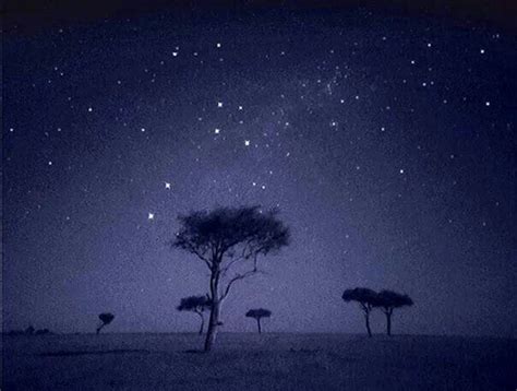 African Savanna African Night Sky Pets Lovers