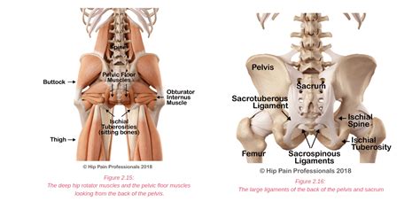 Learn about the anatomy of the hip/pelvis area and the common painful the abdominal muscles extend from the ribcage down to the pelvis, supporting the spine and problems in the lower back can result in back pain and/or pain through the hips and down into the legs. Hip Pain Explained - including structures & anatomy of the ...