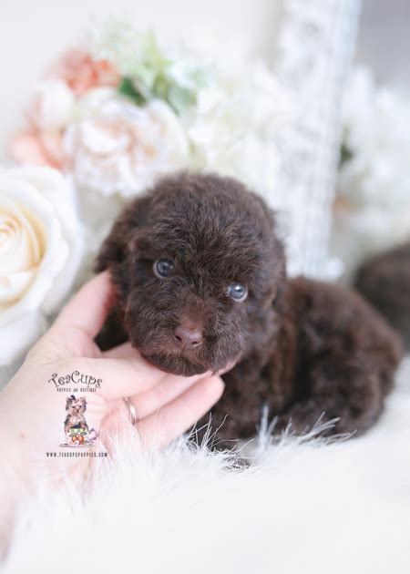 Tiny Black Poodle Puppies Teacup Puppies And Boutique