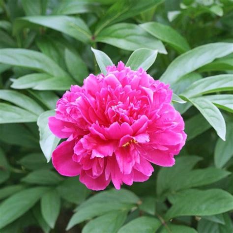 For perennial cut flowers list, we will offer many different products at different prices for you to choose. 27 Beautiful Perennial Flowers that suits your garden ...