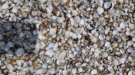 Shells Sea Seashells Free Photo On Pixabay Pixabay