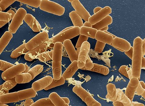Bacteria And Fungus Seen In The Scanning And Transmission Electron