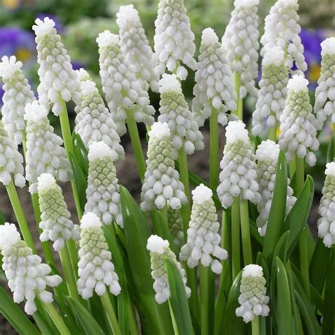 Van Zyverden White Muscari Siberian Tiger Bulbs Bagged 25 Pack In The