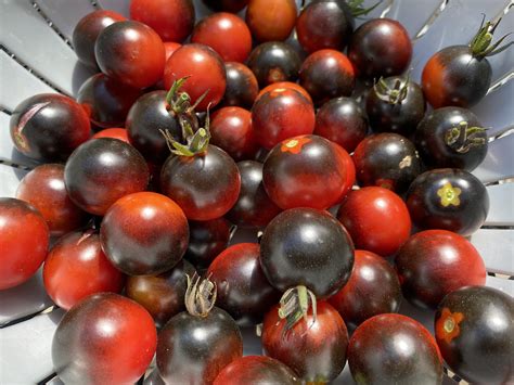 “black Cherry” Tomatoes Weve Grown This Year Rgardening