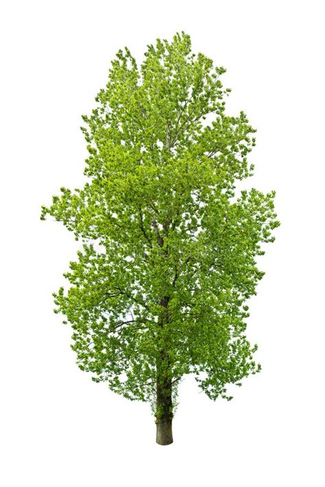 Green Summer Maple Tree Isolated On White Stock Photo Image Of Plant