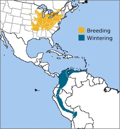Cerulean Warbler American Bird Conservancy