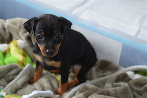 27 Tiny Micro Mini Pinscher Puppies Very Small Picture Uk