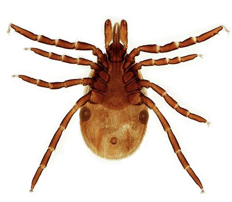 Female Lyme Disease Tick Photograph By Steve Gschmeissnerscience Photo