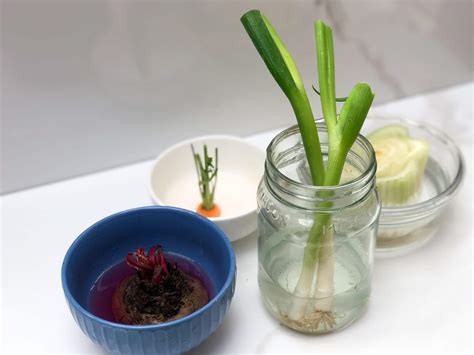 How To Regrow Vegetables From Scraps Plantyou
