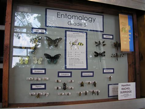 4 H And Youth Entomology At Purdue University