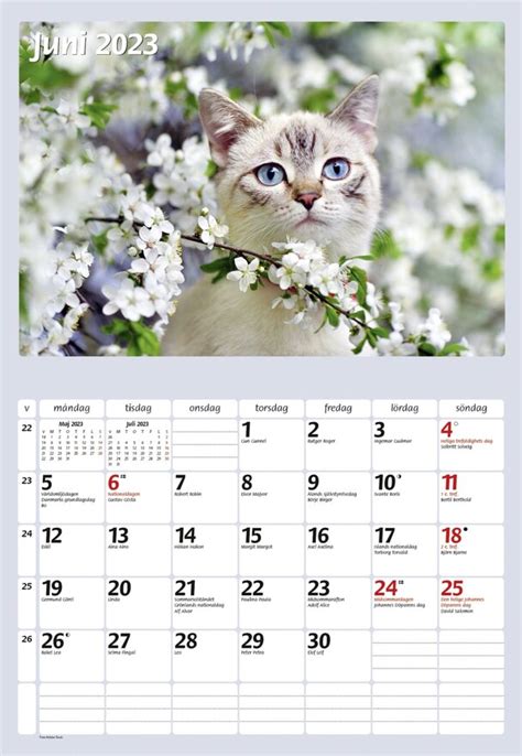 Väggkalender Katter 2023 Almanacksförlaget Cdon