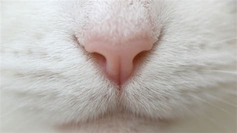 Wallpaper Face White Closeup Fur Mouth Nose Kittens Baby