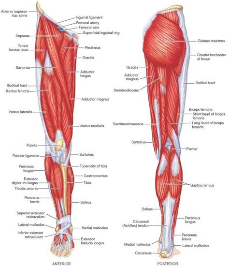 Subscapular fossa of the scap i: Lower Limb: Bones,Muscles,Joints & Nerves » How To Relief