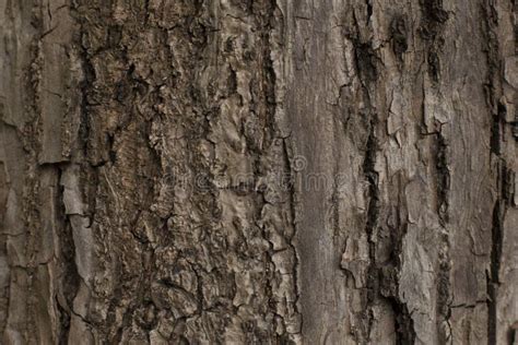 Beautiful Texture Of The Old Tree Bark Stock Photo Image Of Material