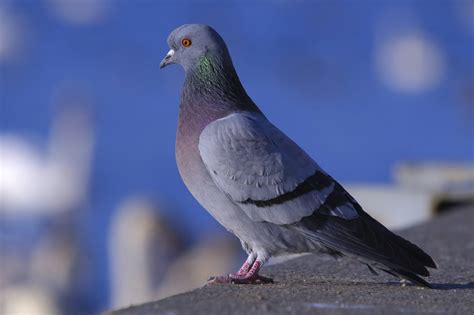 Pigeons Animal Aid