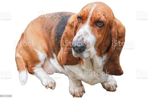 Lovely Basset Hound Tricolor White Background Isolated And Clipping