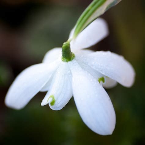 1000 Images About Snowdrops On Pinterest Snow Bulbs And Early Spring