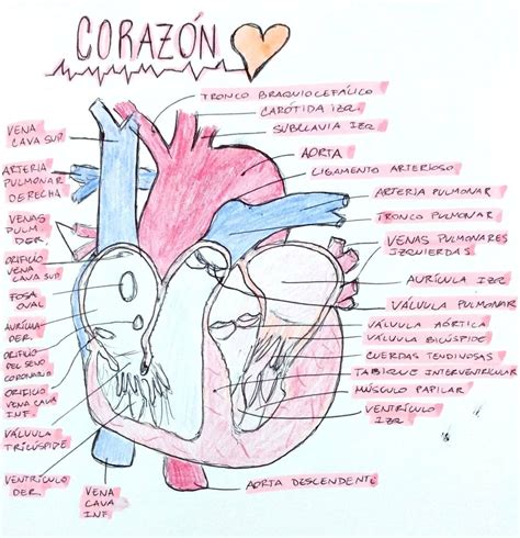 Anatomía Del Corazón Anatomía Del Corazón Anatomía Y Estudiante De