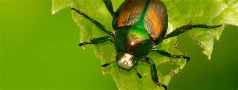 Japanese Beetle Habitat And Facts How To Get Rid Of Japanese Beetles