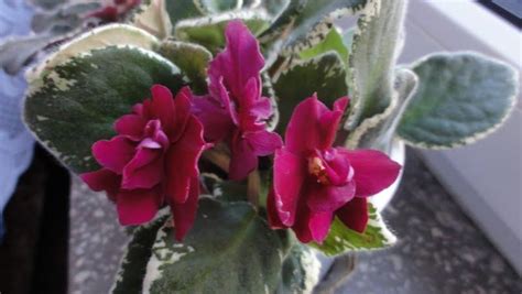 Photo Of The Entire Plant Of African Violet Streptocarpus Pow Wow