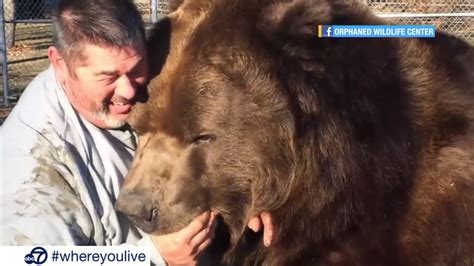Know And Tell Man Cuddles 1500 Pound Bear In New York Abc7 San