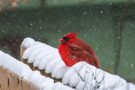 Northern Cardinal In The Snow Birding