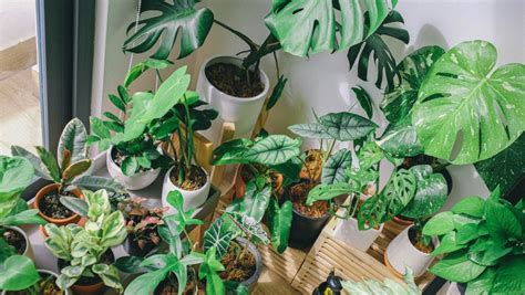 How often should you water your indoor plants? A Busy Millennial's Guide on How To Take Care of Condo Plants
