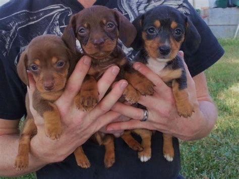 Mini dachshund puppies for sale. Mini Dachshund Puppies For Sale for Sale in Coleman ...