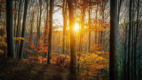 Assorted Color Trees At Golden Hour Nature Forest Trees Sunlight Hd