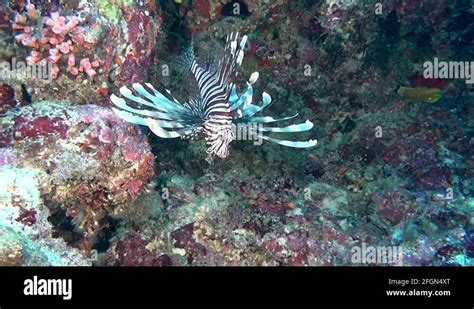 Lionfish Scorpion Fish On Clean Clear Seabed Underwater Ocean In