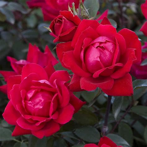 20 Best Knockout Roses To Make Your Garden Outstanding Storables
