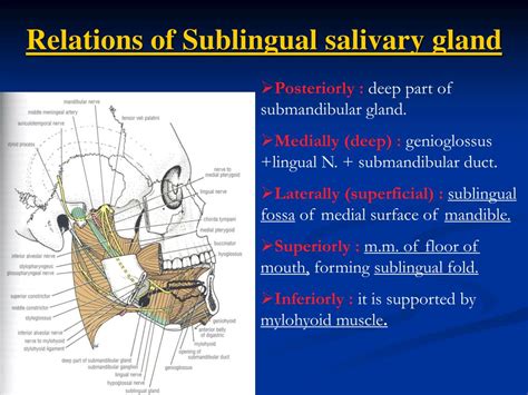 Ppt Anatomyand Innervations Of Parotidsubmandibular Andsublingual Glands