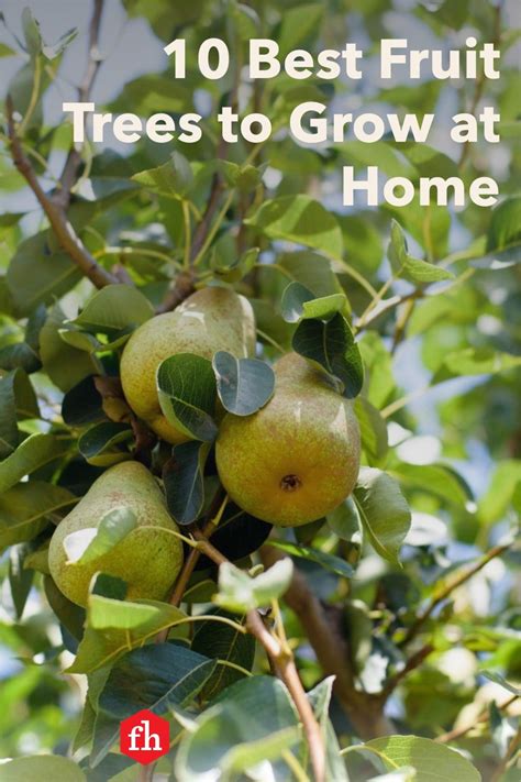 10 Best Types Of Fruit Trees To Grow In Your Backyard Fruit Trees