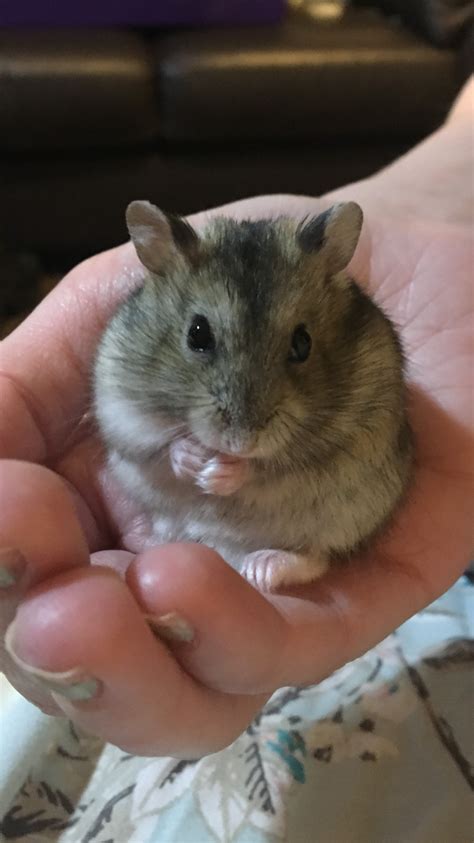This Is My Russian Dwarf Hamster Vladimir He Loves Affection Hamsters