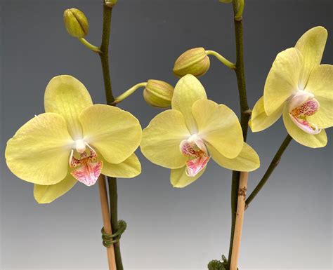 Phalaenopsis Sogo Manager X Dou Dii Golden Orchidweb