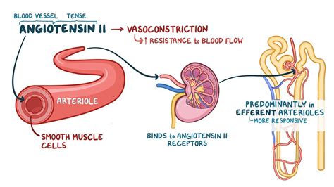 Renin Angiotensin Aldosterone System Video Anatomy Osmosis