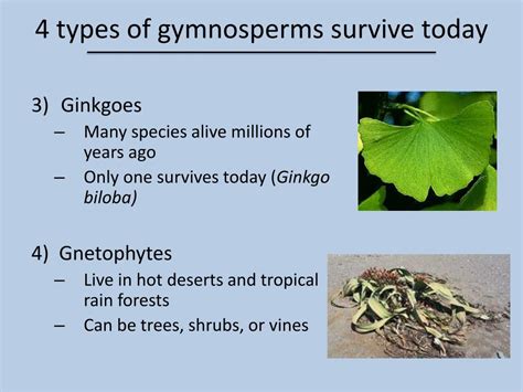 Types Of Gymnosperm Plants