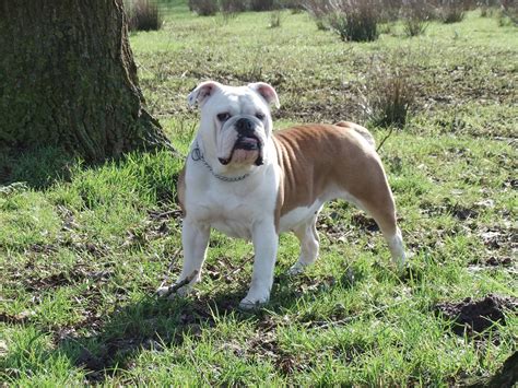 Thank you for your kindess! Baggy Bulldogs Rescue Nederland | Bulldog rescue, Bulldog ...