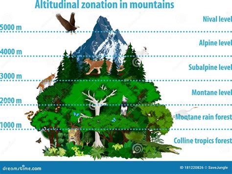 Vector Altitudinal Zonation In Mountains Forest And Rainforest And